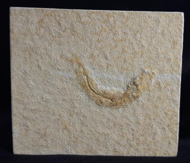 Leptolepides sprattiformis (BLAINVILLE 1818) - Bild © FossNet FossilienStore